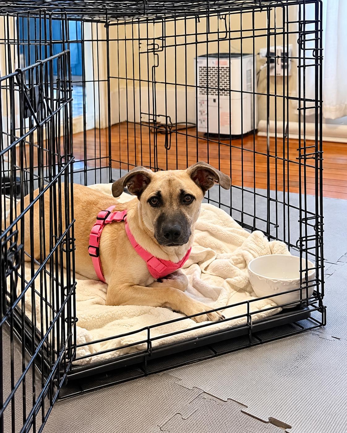 Enlarge Dakota, a Adoptable mixed breed in Mobile, AL image 4/6