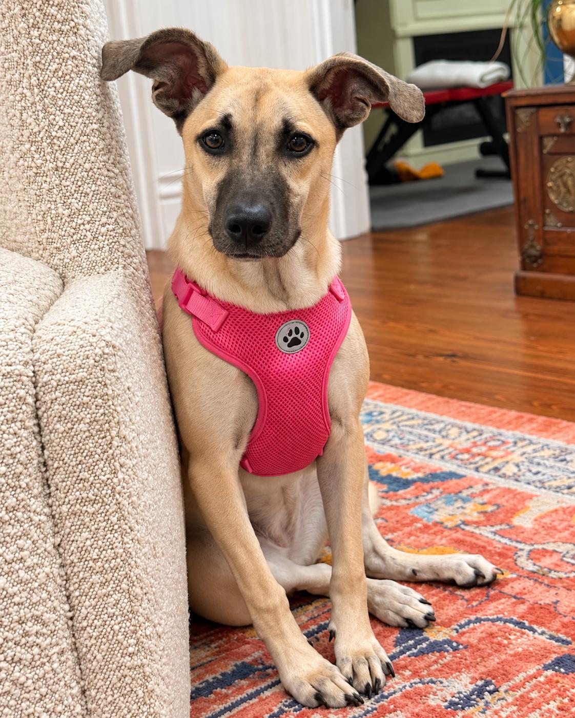 Enlarge Dakota, a Adoptable mixed breed in Mobile, AL image 6/6