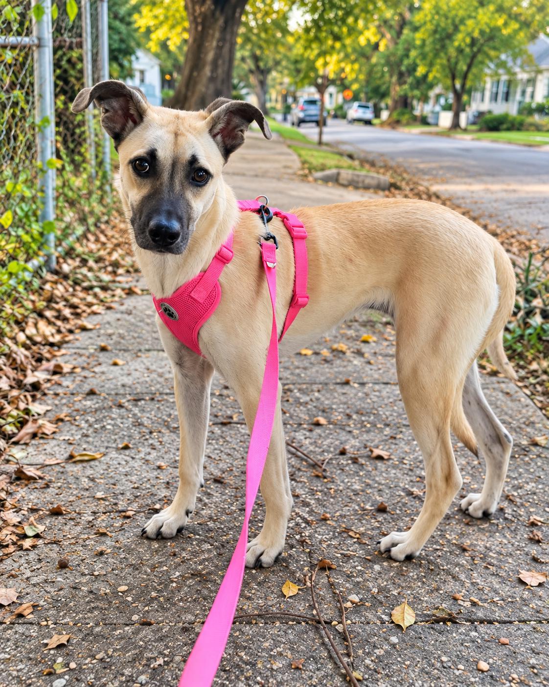 Enlarge Dakota, a Adoptable mixed breed in Mobile, AL image 2/6