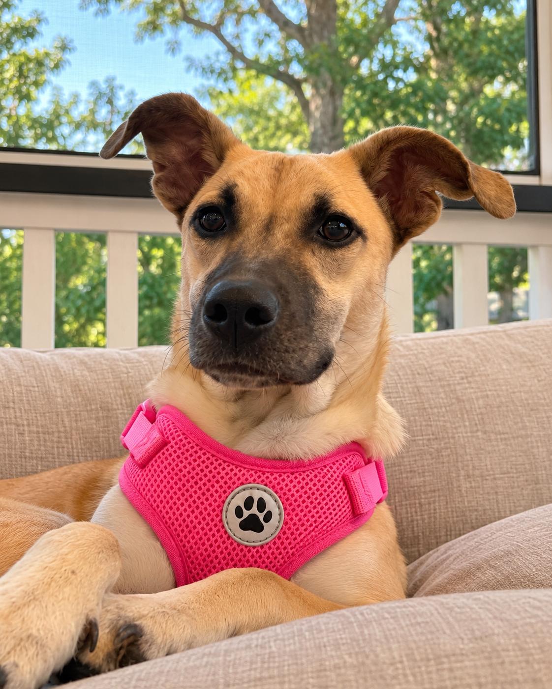 Dakota, Adoptable, Puppy Female Mixed Breed.
