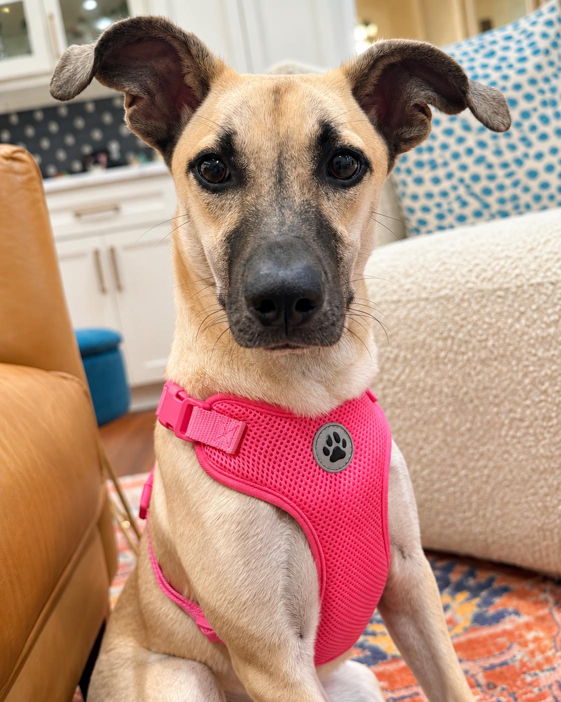 Enlarge Dakota, a Adoptable mixed breed in Mobile, AL image 5/6