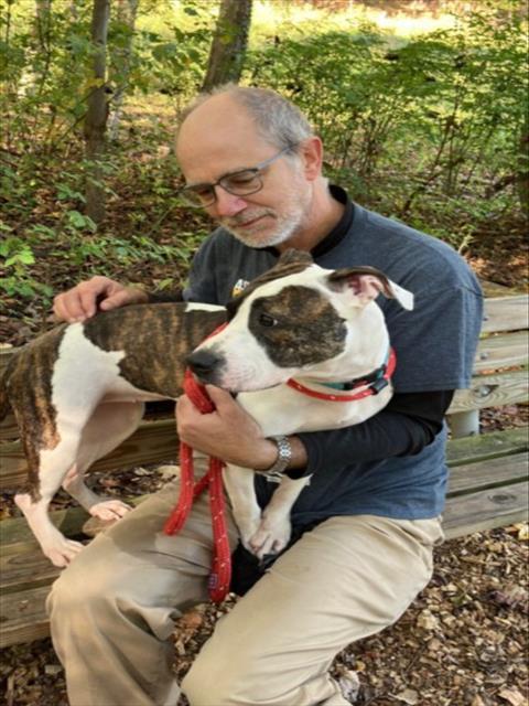 TRINITY, Adoptable, Young Female Pit Bull Terrier.