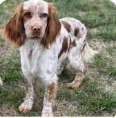 Enlarge Nora, a Adoptable English Setter in Charlotte, NC image 4/6