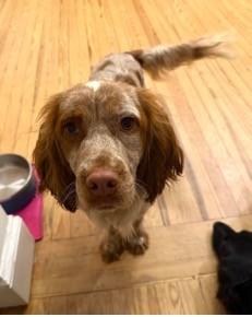 Enlarge Nora, a Adoptable English Setter in Charlotte, NC image 2/6