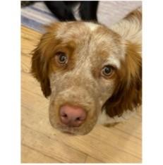 Enlarge Nora, a Adoptable English Setter in Charlotte, NC image 6/6