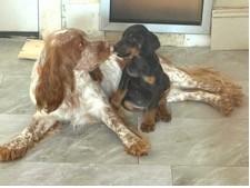 Enlarge Nora, a Adoptable English Setter in Charlotte, NC image 3/6