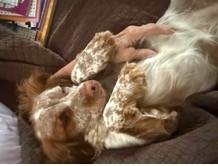 Enlarge Nora, a Adoptable English Setter in Charlotte, NC image 5/6