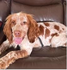 Enlarge Nora, a Adoptable English Setter in Charlotte, NC image 1/6