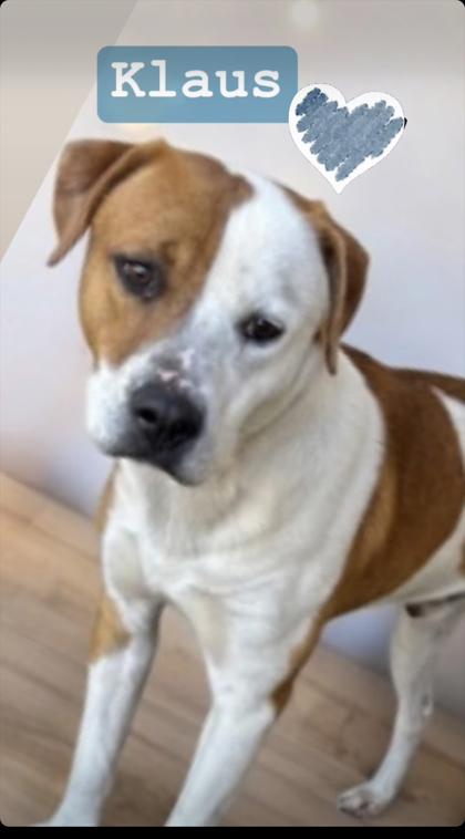 Klaus, a Adoptable mixed breed in Georgetown, SC image 1/2