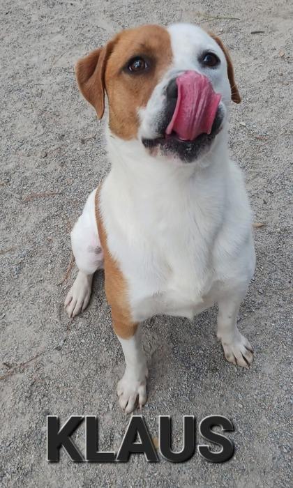 Klaus, a Adoptable mixed breed in Georgetown, SC image 2/2