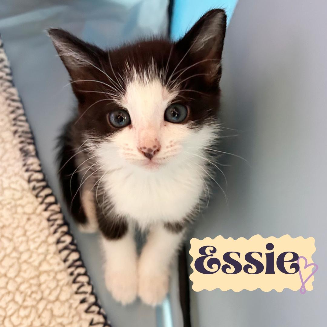 Essie, an adoptable Domestic Short Hair in Durango, CO, 81302 | Photo Image 1