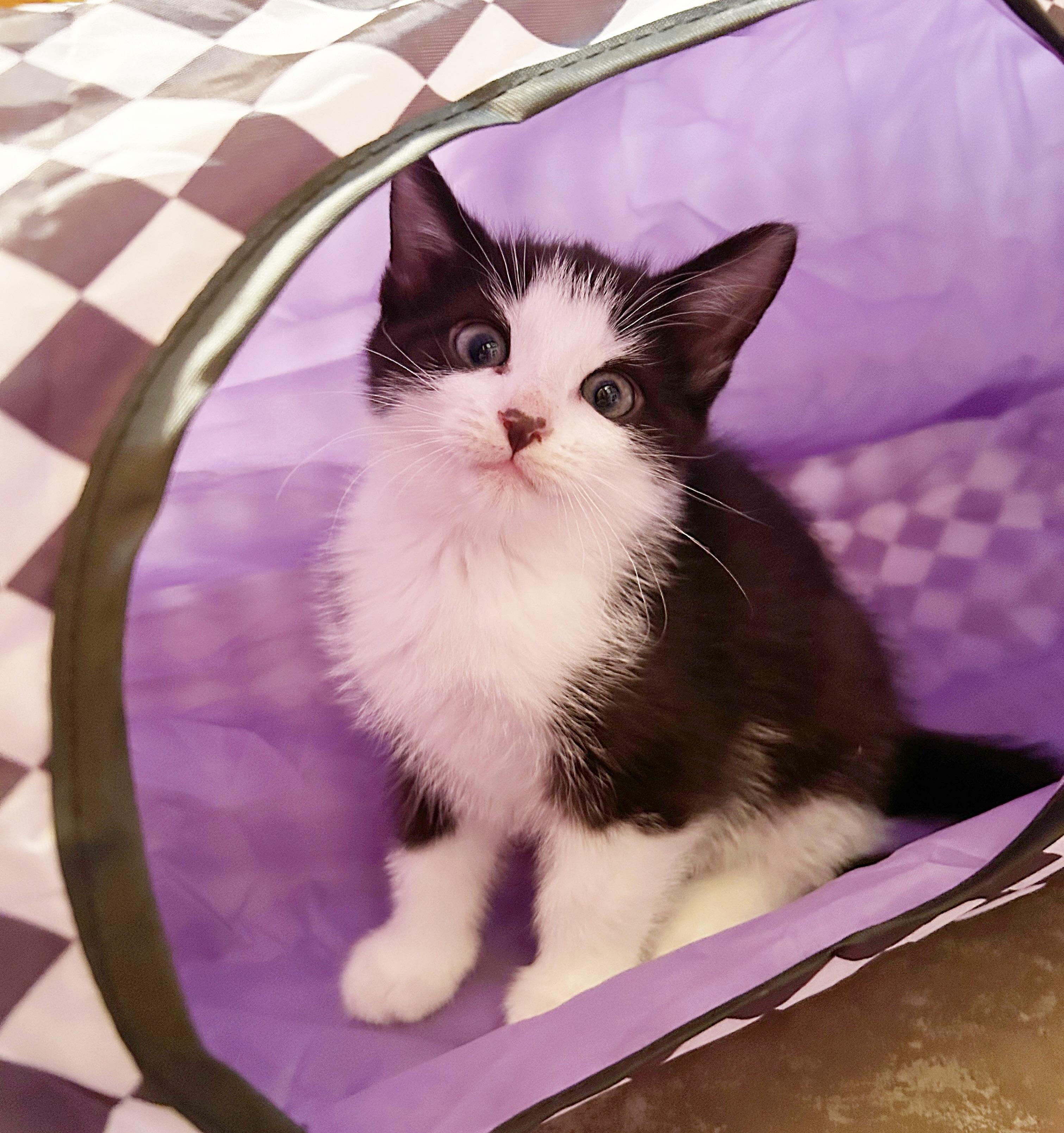 Essie, an adoptable Domestic Short Hair in Durango, CO, 81302 | Photo Image 2