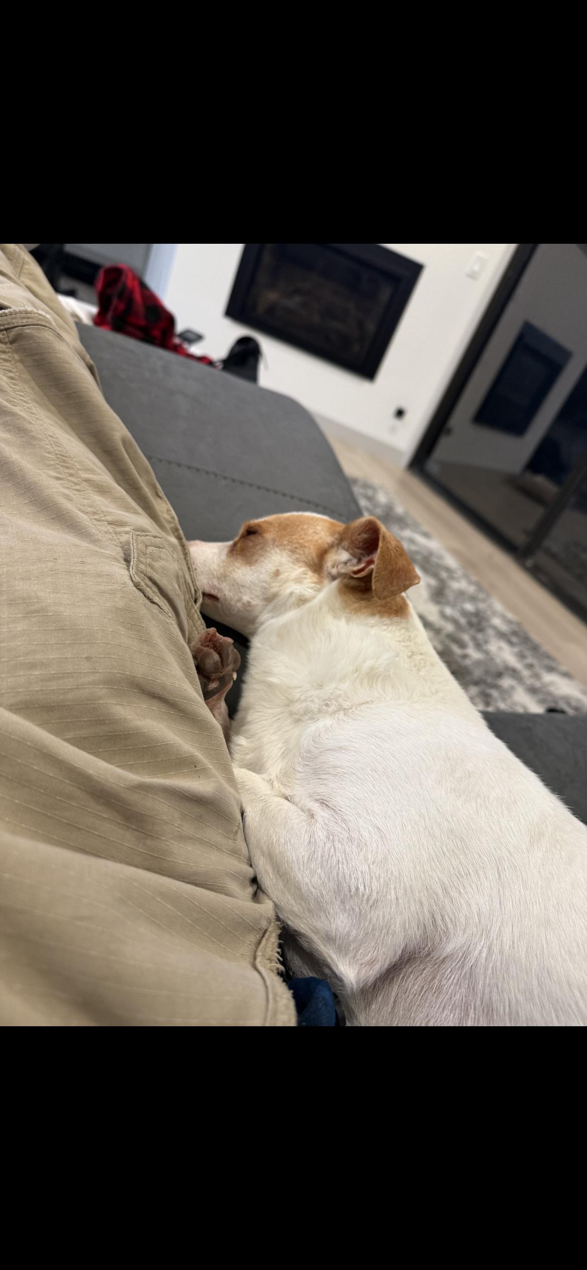 Enlarge Max, a Adoptable mixed breed in Hamden, CT image 5/6