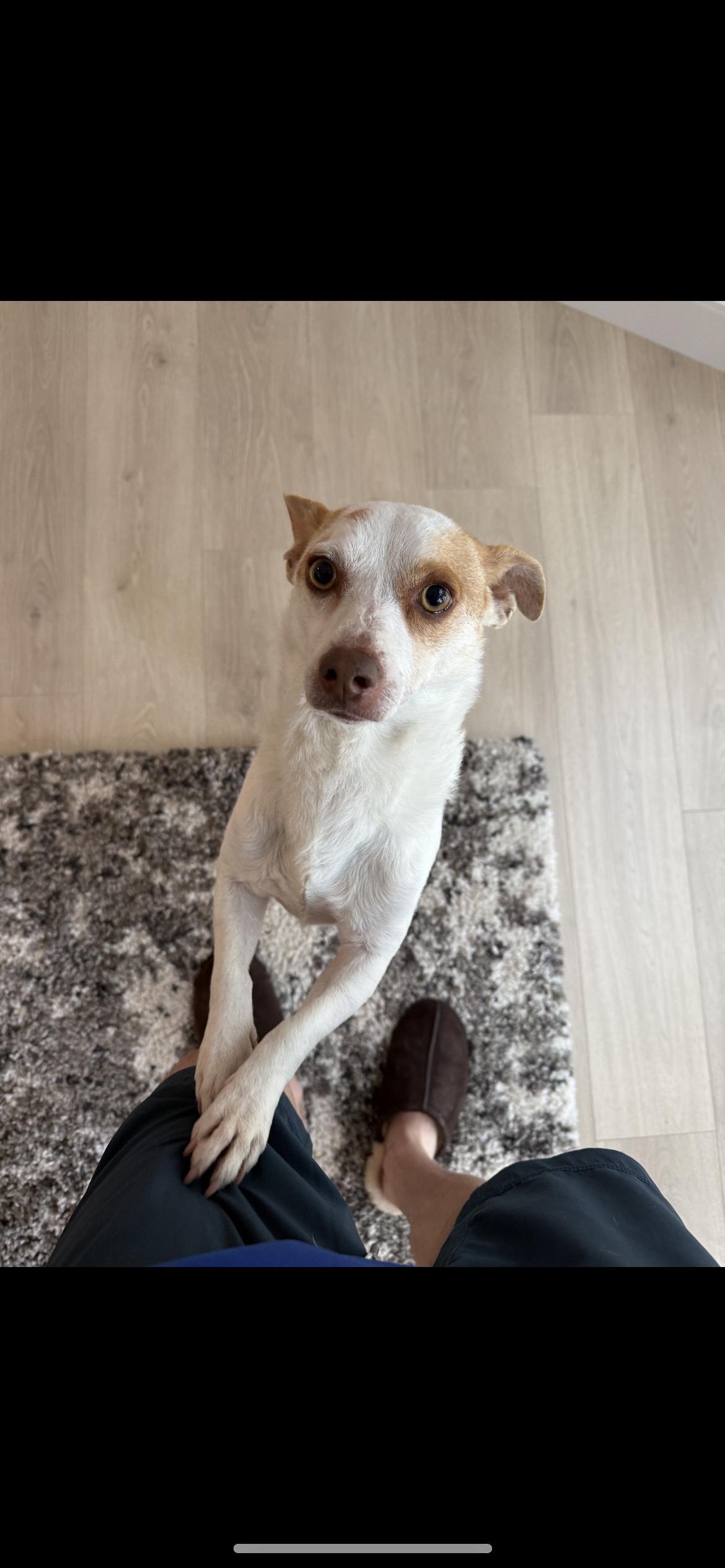 Enlarge Max, a Adoptable mixed breed in Hamden, CT image 2/6