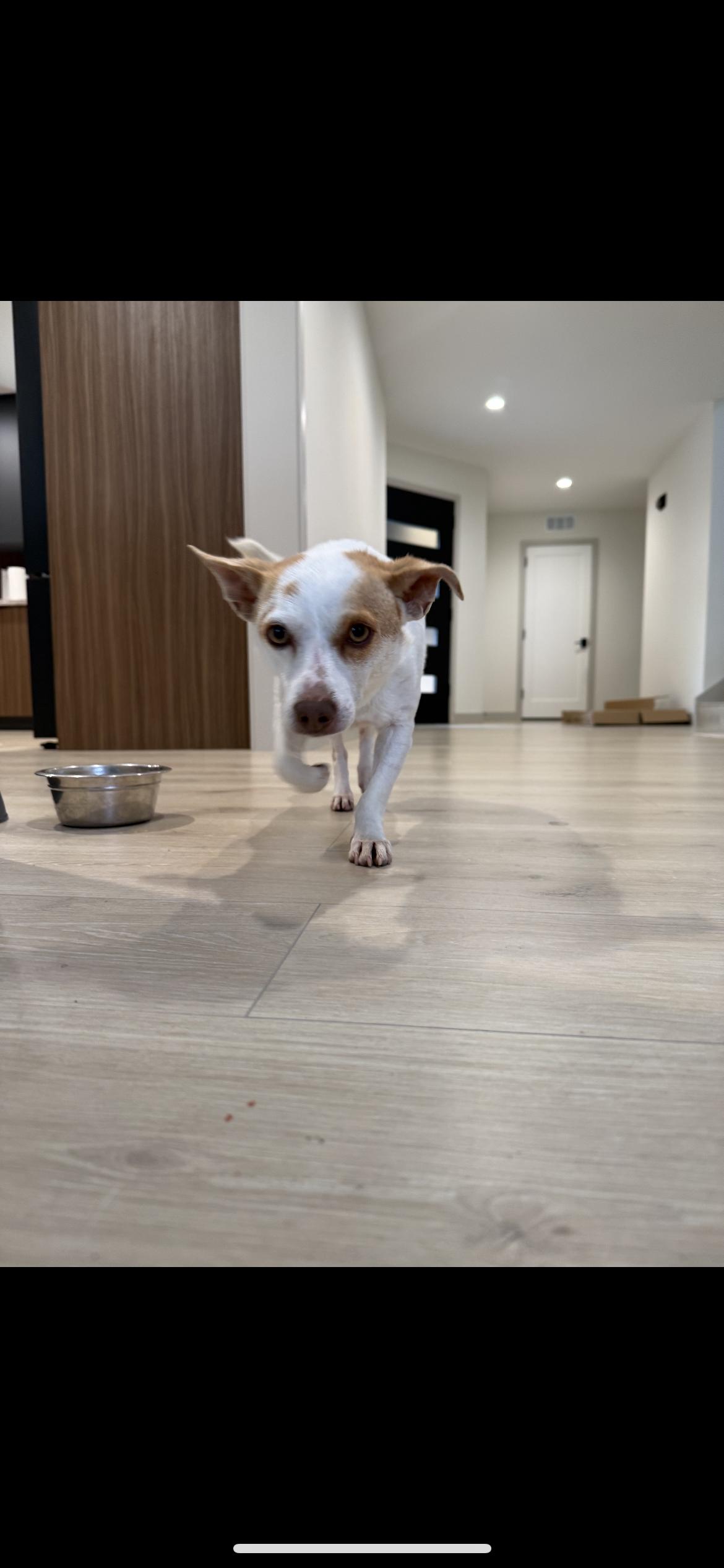 Enlarge Max, a Adoptable mixed breed in Hamden, CT image 4/6