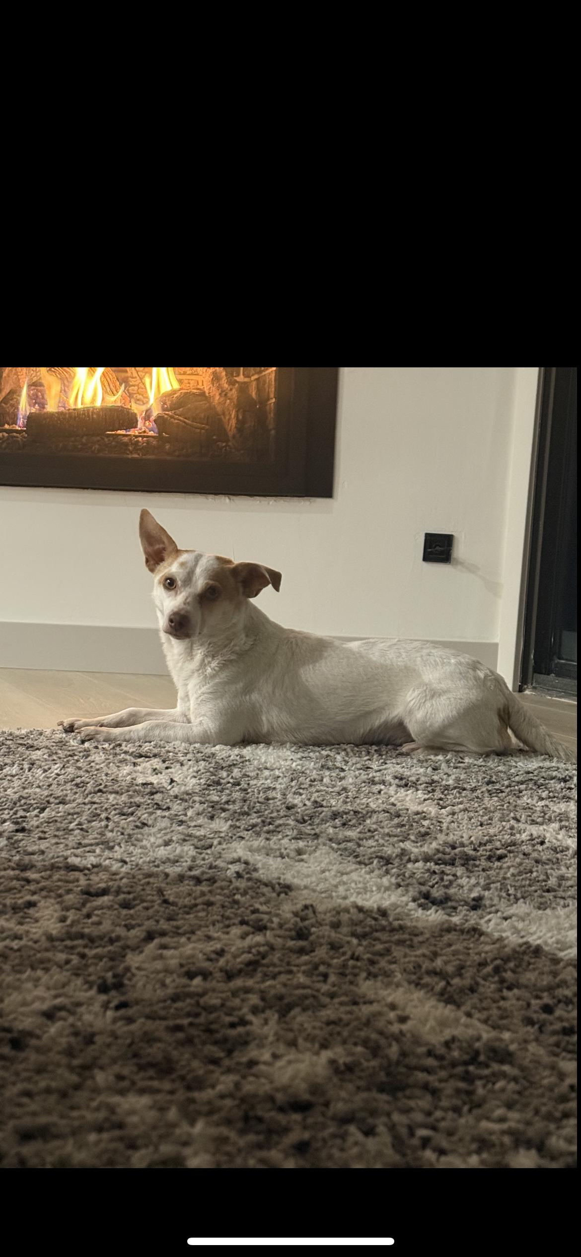 Enlarge Max, a Adoptable mixed breed in Hamden, CT image 6/6