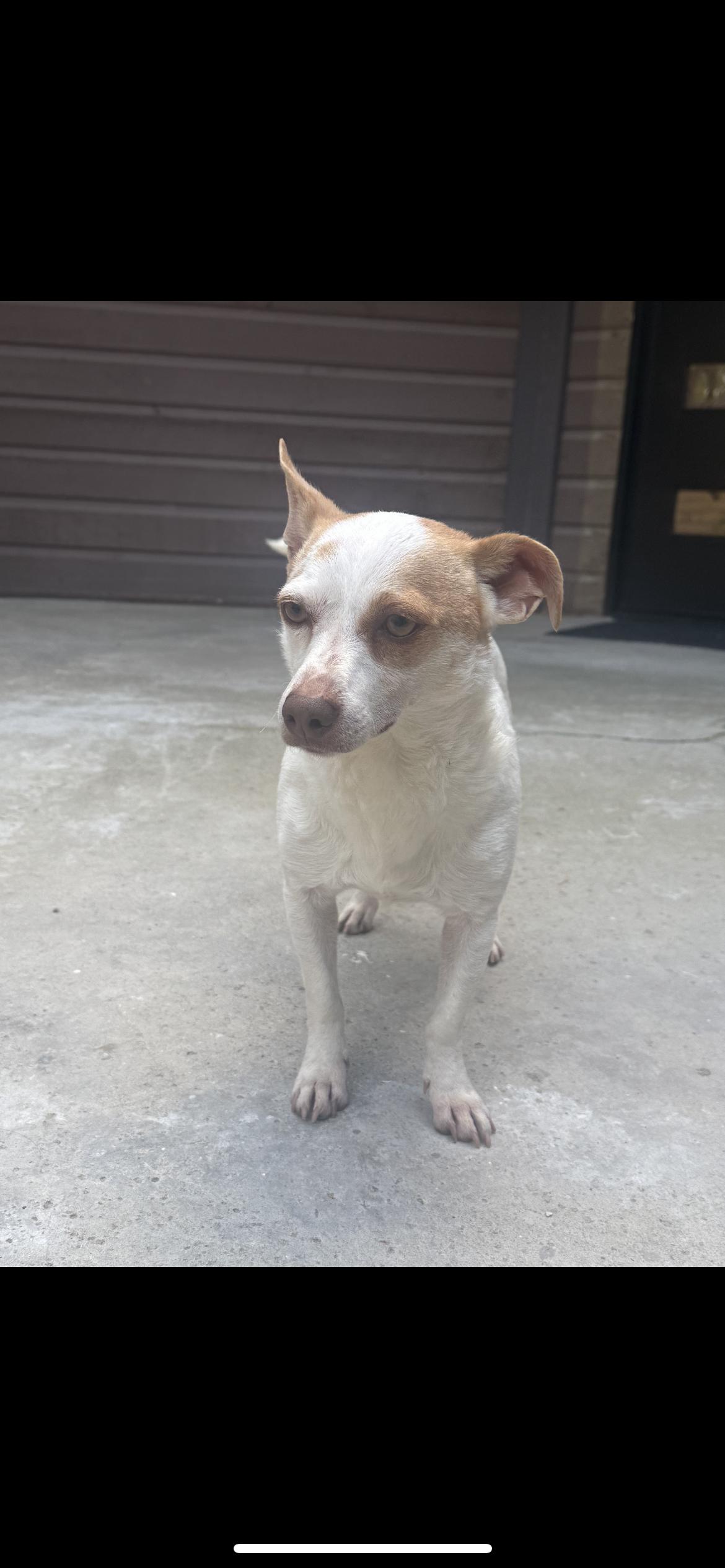 Enlarge Max, a Adoptable mixed breed in Hamden, CT image 3/6