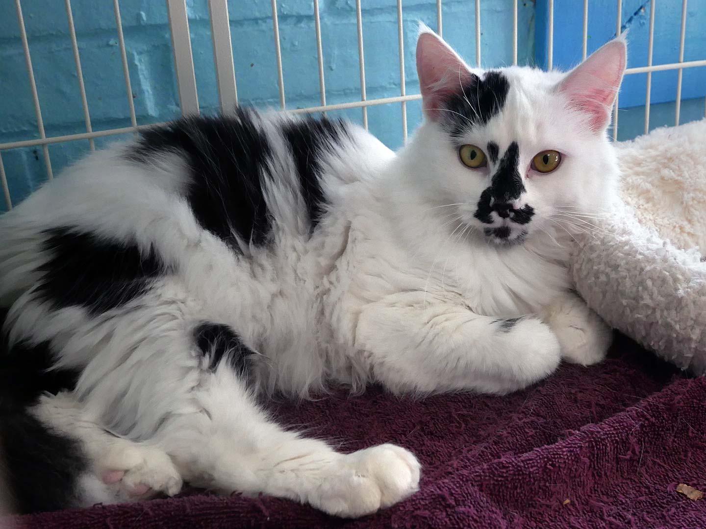 Mr. Dolly, ADOPTABLE, Adult Male Domestic Long Hair.