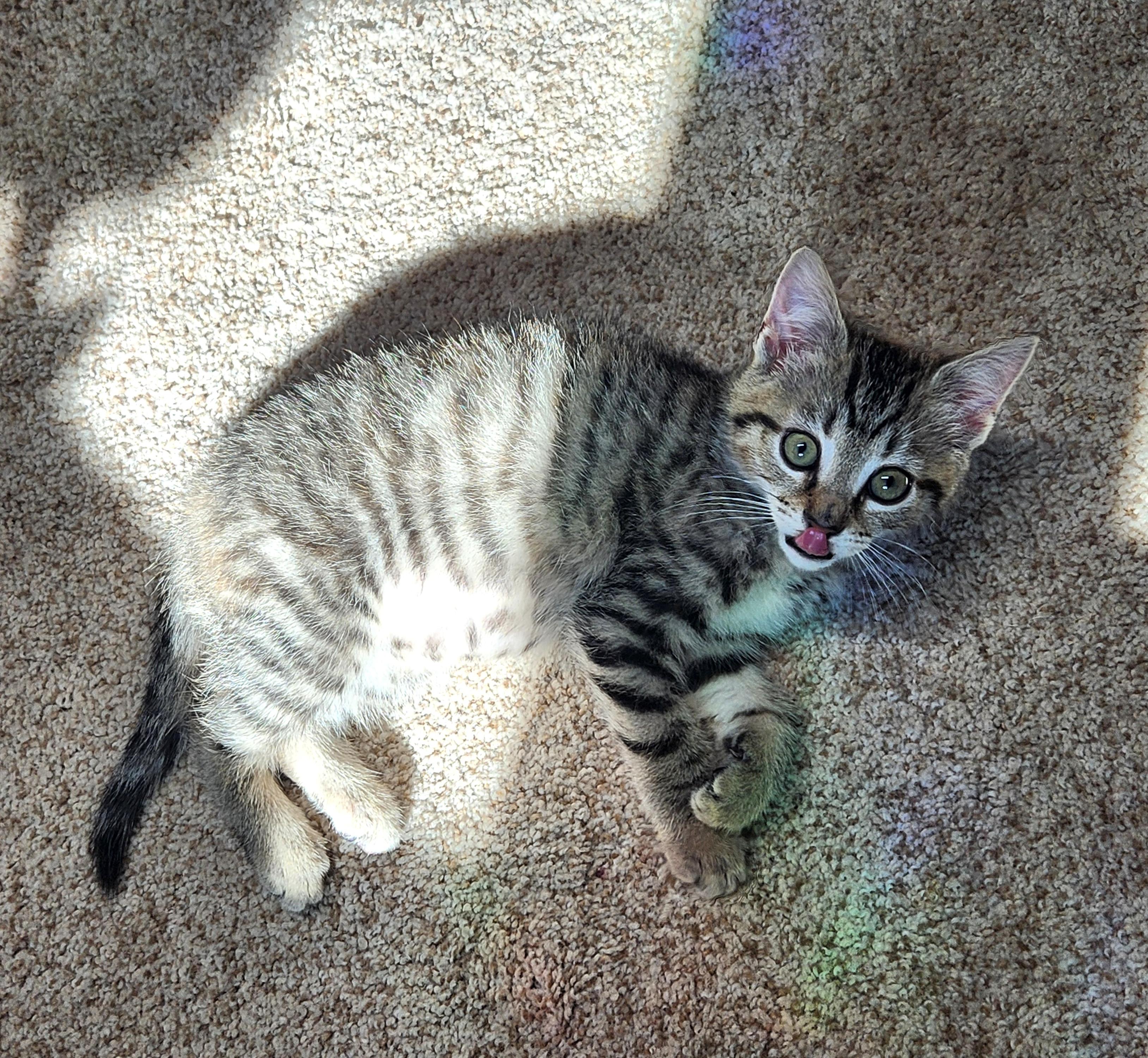 Enlarge Shelley, a Adopted Domestic Short Hair in Boiling Springs, PA image 2/6