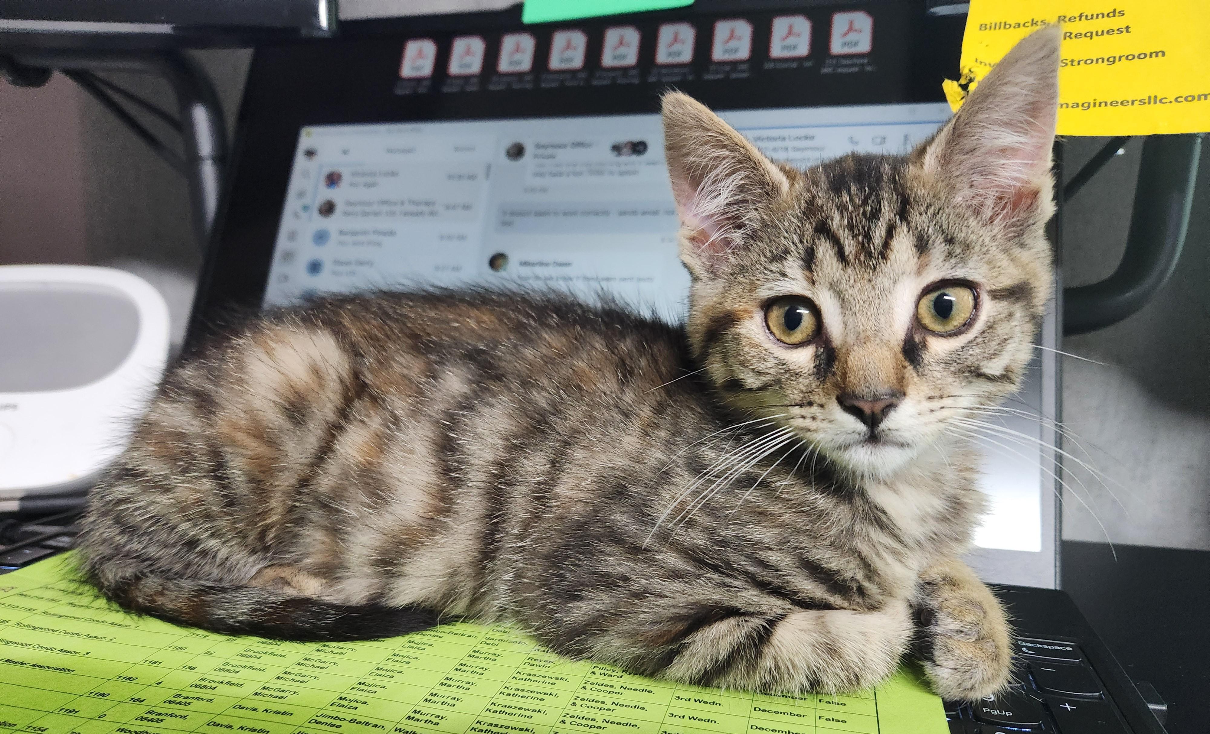 Enlarge Shelley, a Adopted Domestic Short Hair in Boiling Springs, PA image 1/6