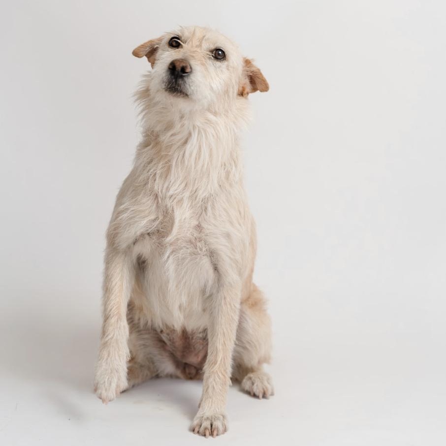 Enlarge Bimba, a Adopted mixed breed in West Pawlet, VT image 6/6