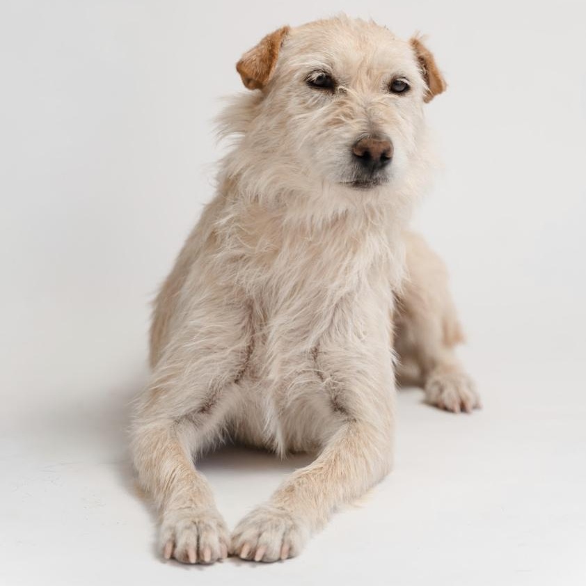 Enlarge Bimba, a Adopted mixed breed in West Pawlet, VT image 5/6