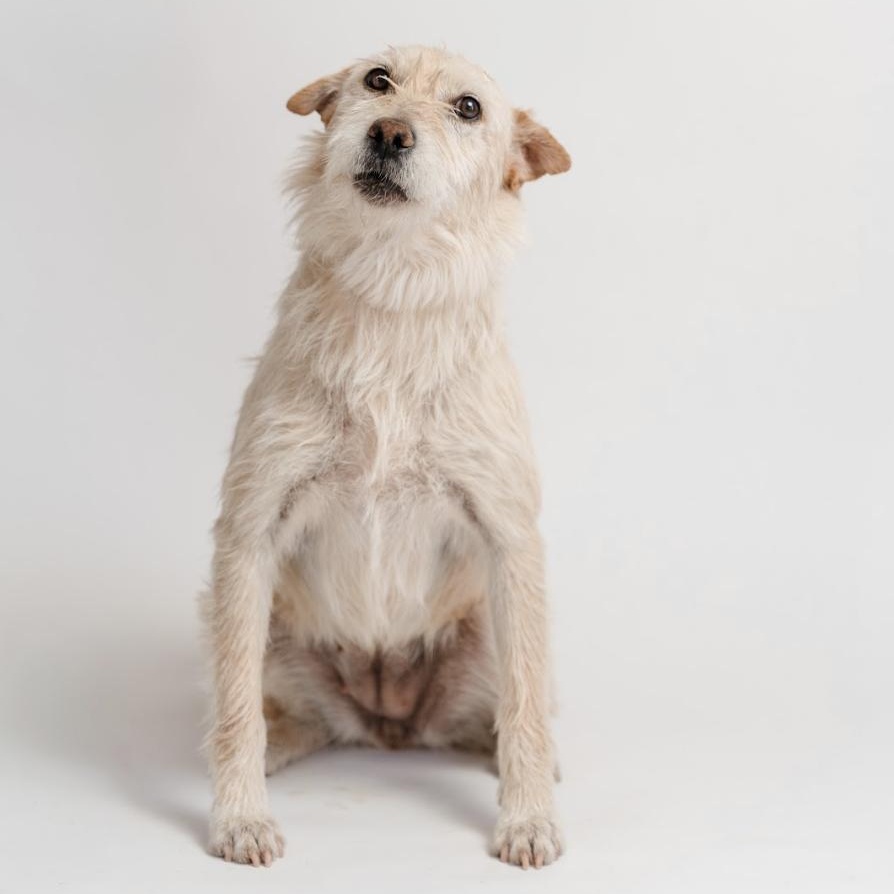 Enlarge Bimba, a Adopted mixed breed in West Pawlet, VT image 3/6