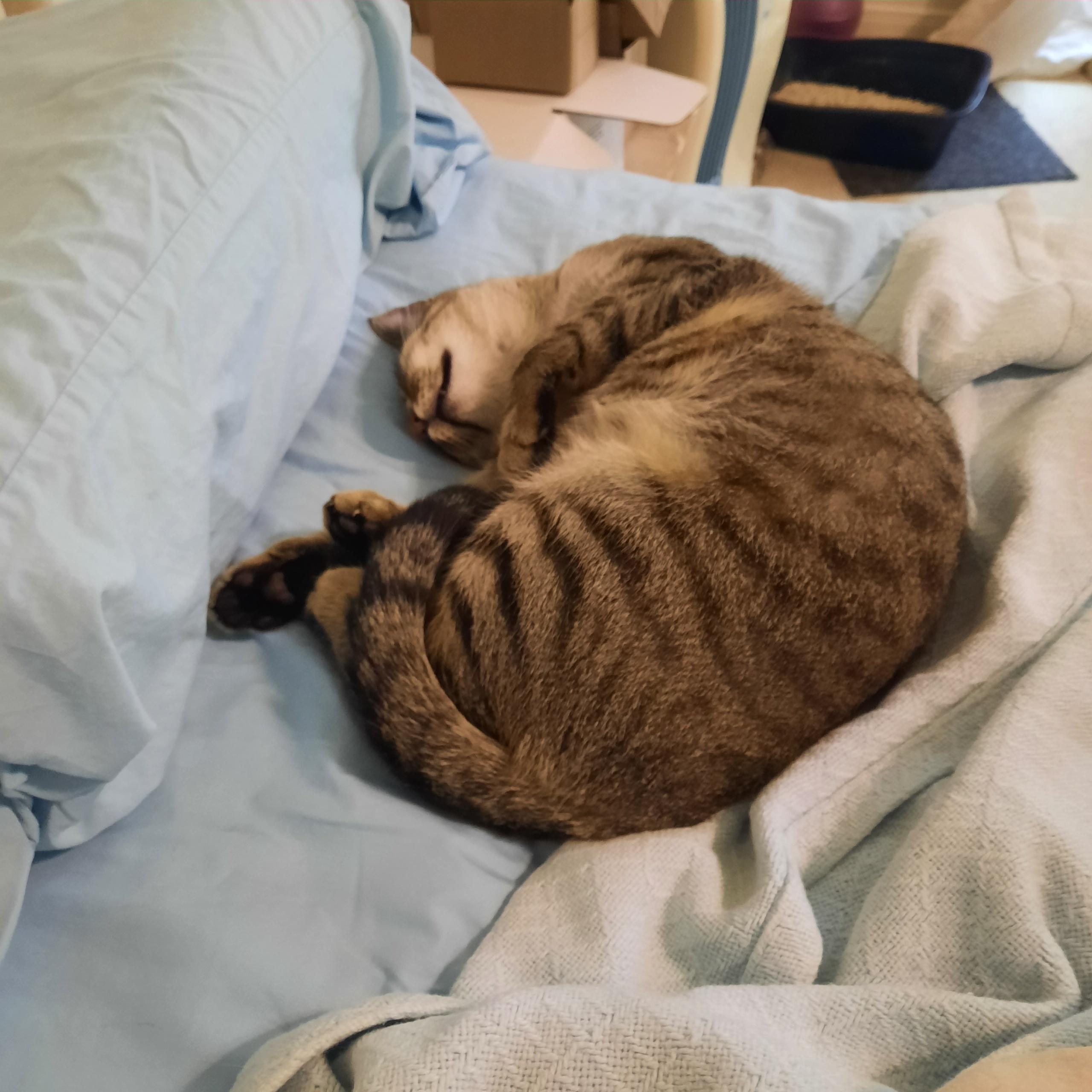 Dulce, ADOPTABLE, Adult Female Domestic Short Hair.