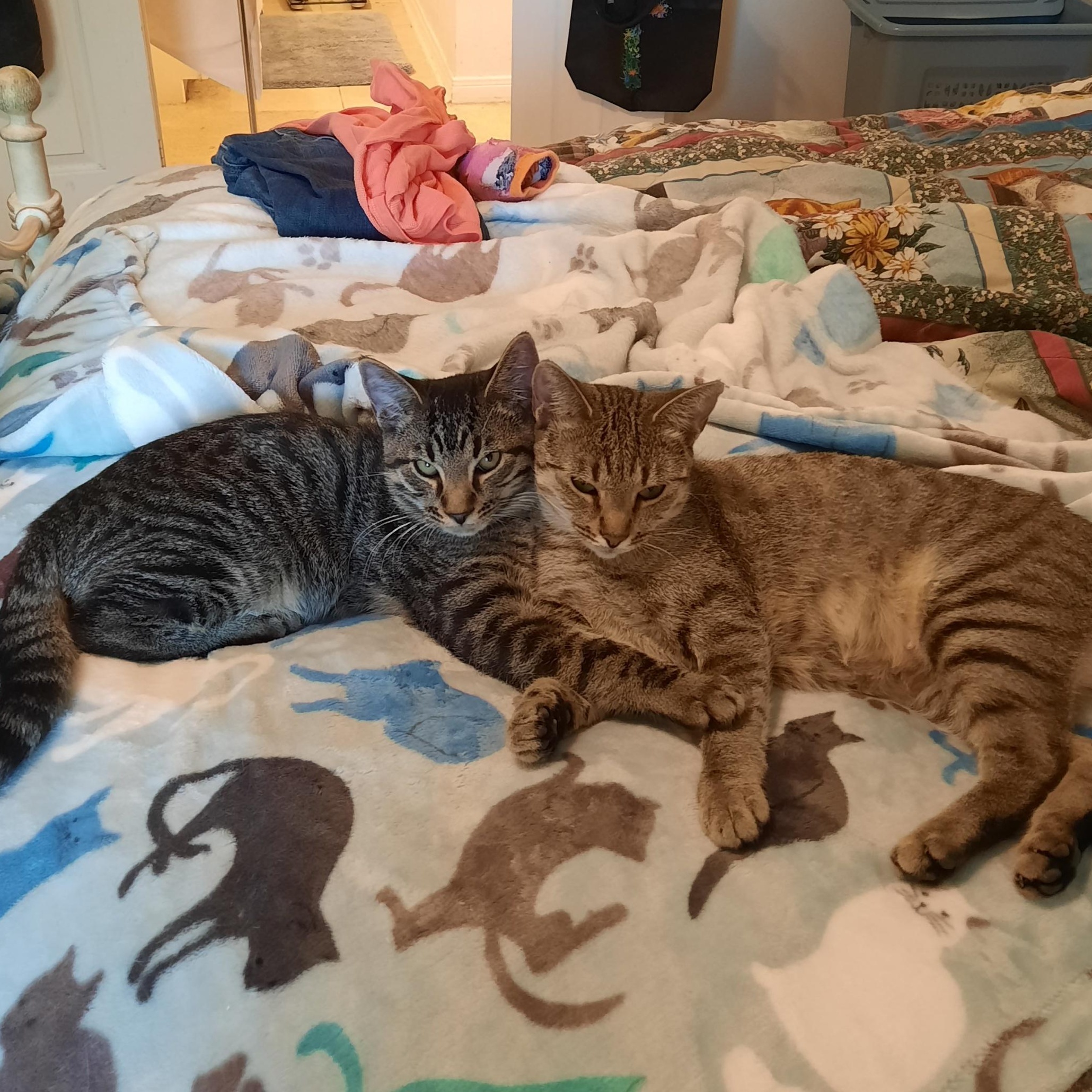 Dulce, a ADOPTABLE Domestic Short Hair in Huffman, TX image 2/2