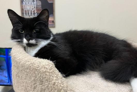 STRUDEL, Adoptable, Adult Male Domestic Medium Hair.