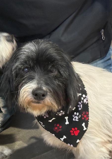George, Adoptable, Senior Male Shih Tzu & Wirehaired Terrier.