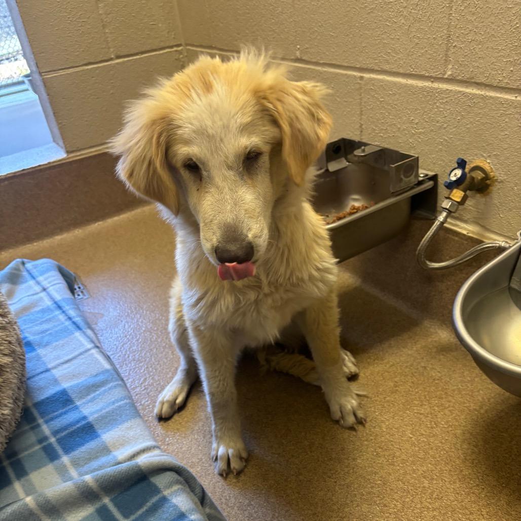 Destiny, Adoptable, Adult Female Collie.