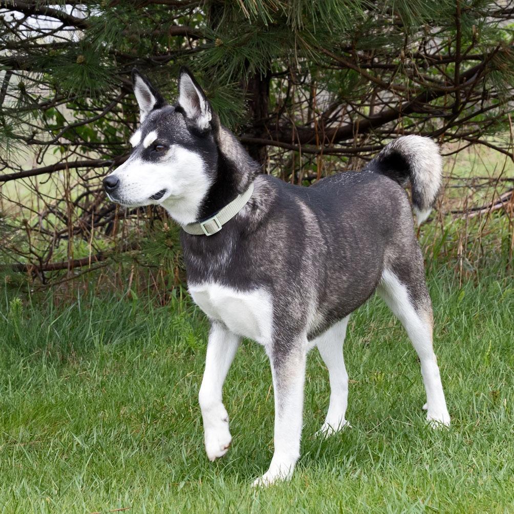 Lil Bit, Adoptable, Adult Female Husky.