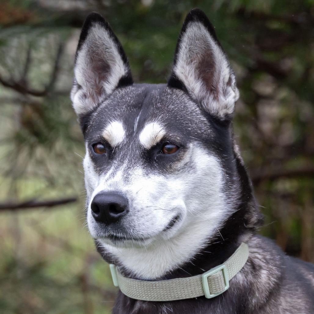 Enlarge Lil Bit, a Adoptable mixed breed in Erie, PA image 2/6