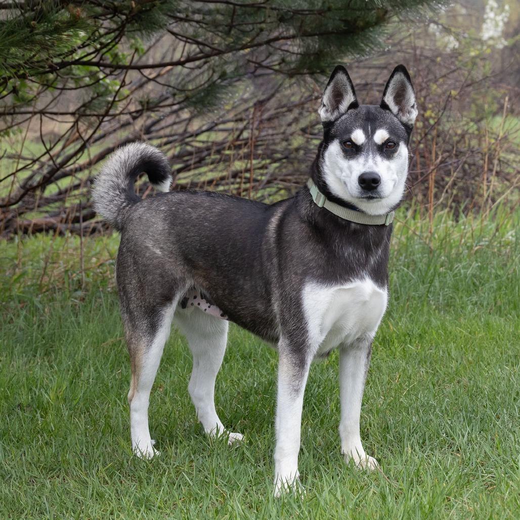 Enlarge Lil Bit, a Adoptable mixed breed in Erie, PA image 3/6