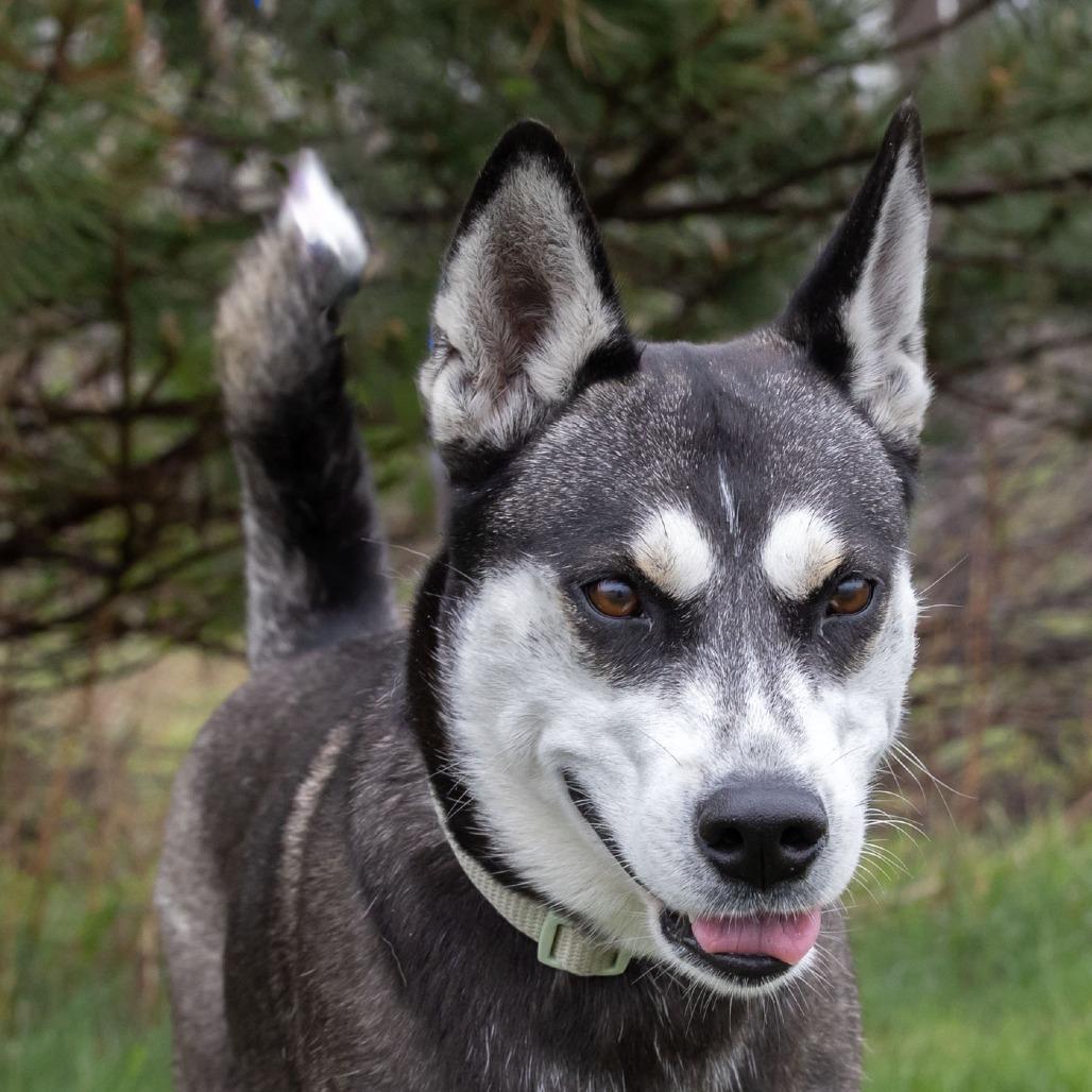 Enlarge Lil Bit, a Adoptable mixed breed in Erie, PA image 4/6