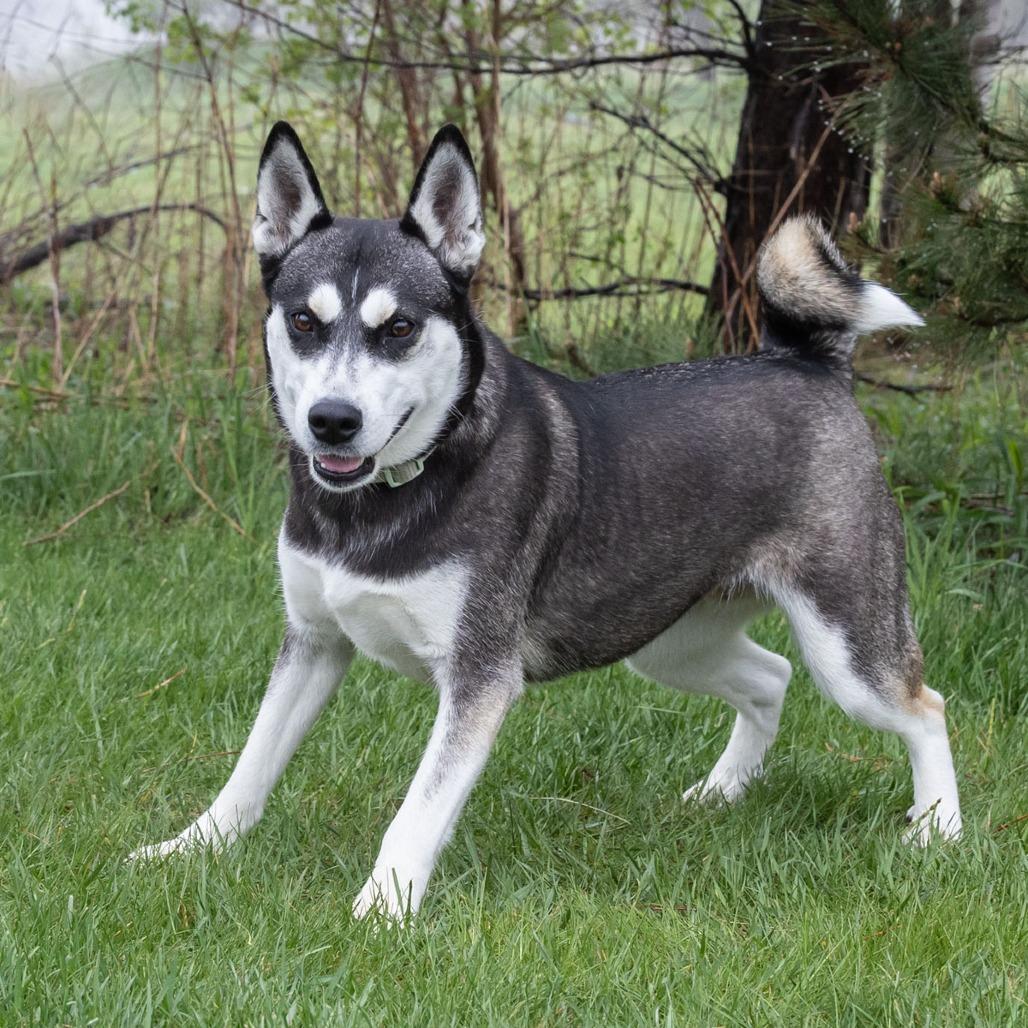Enlarge Lil Bit, a Adoptable mixed breed in Erie, PA image 5/6
