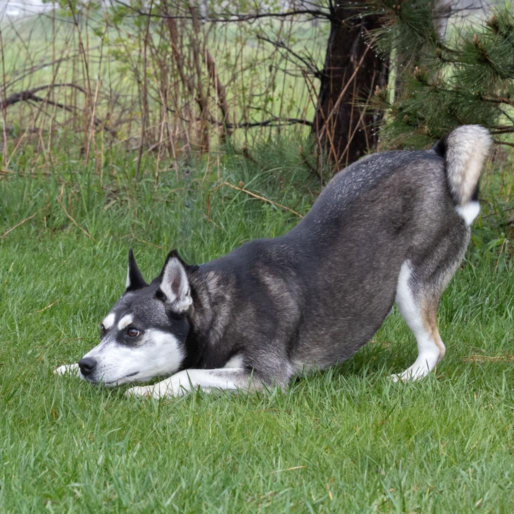 Enlarge Lil Bit, a Adoptable mixed breed in Erie, PA image 6/6