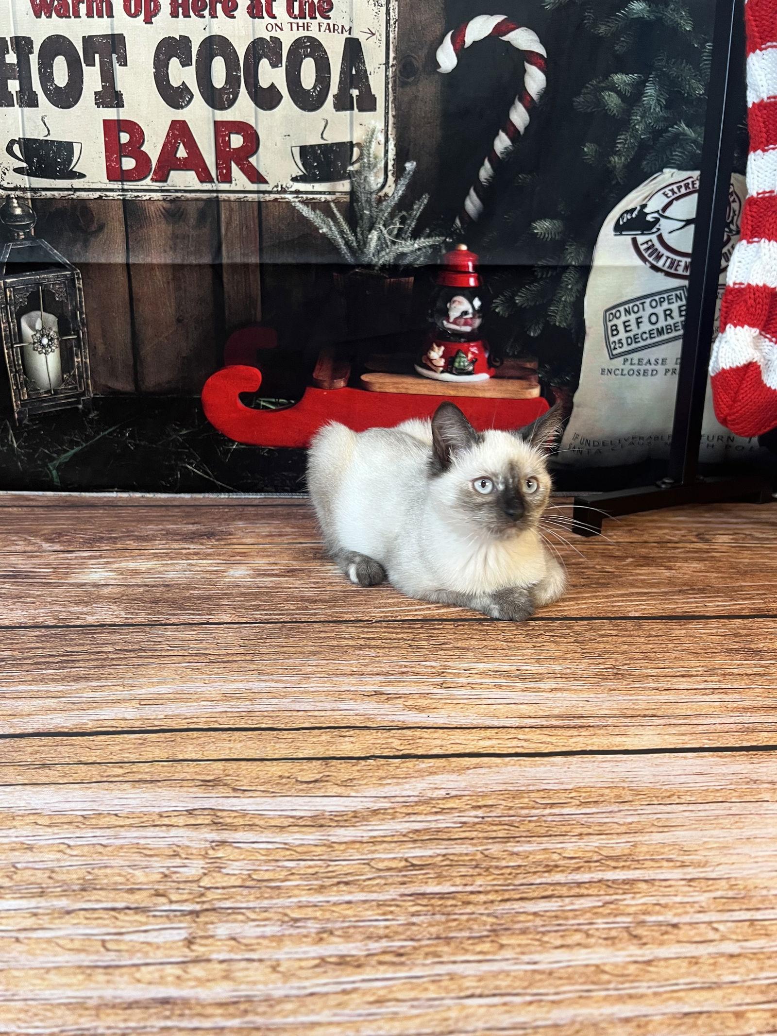 Cherry, Adoptable, Young Female Siamese & Domestic Short Hair.