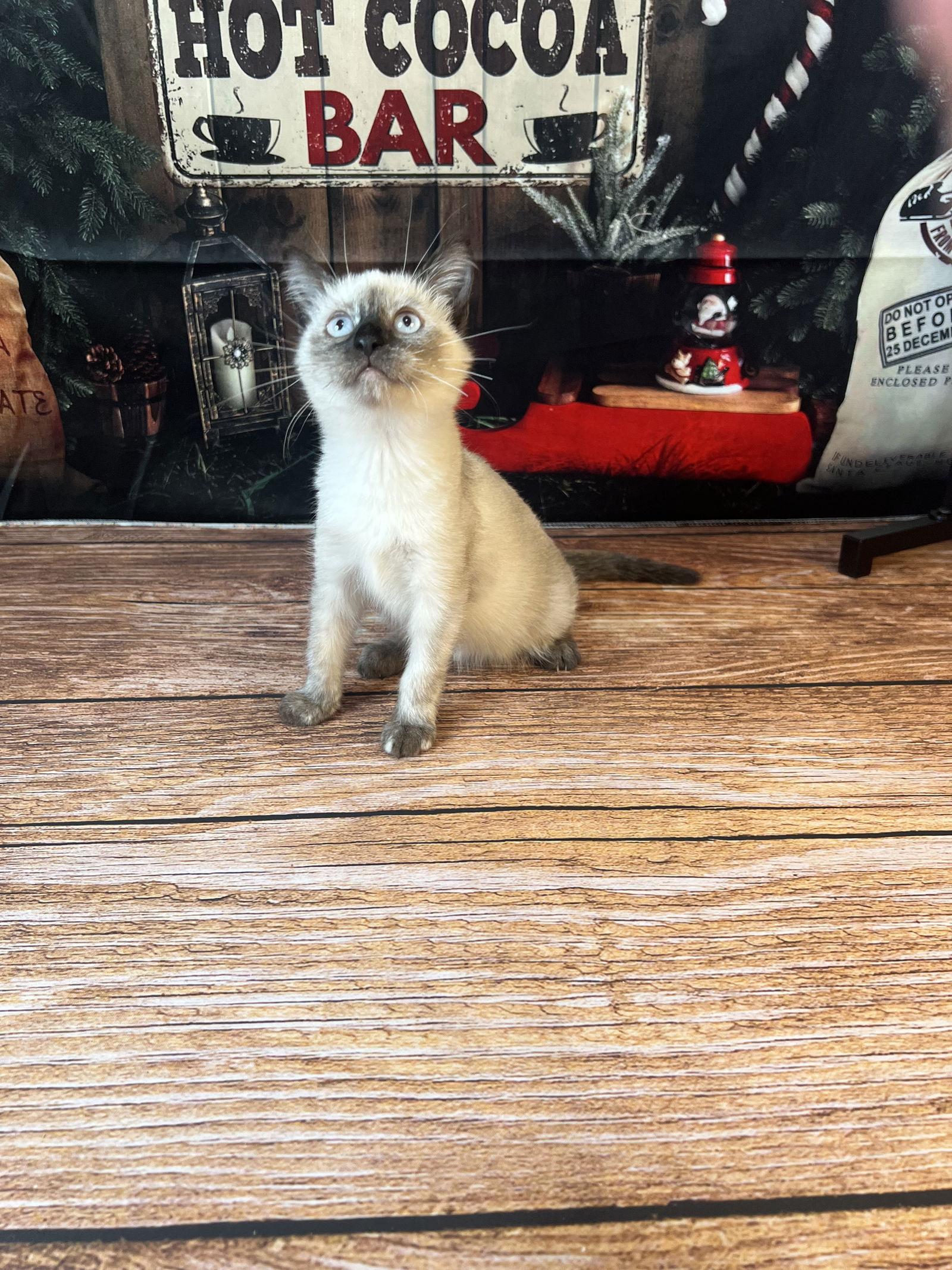 Enlarge Cherry, a Adoptable mixed breed in Hammond, LA image 2/3