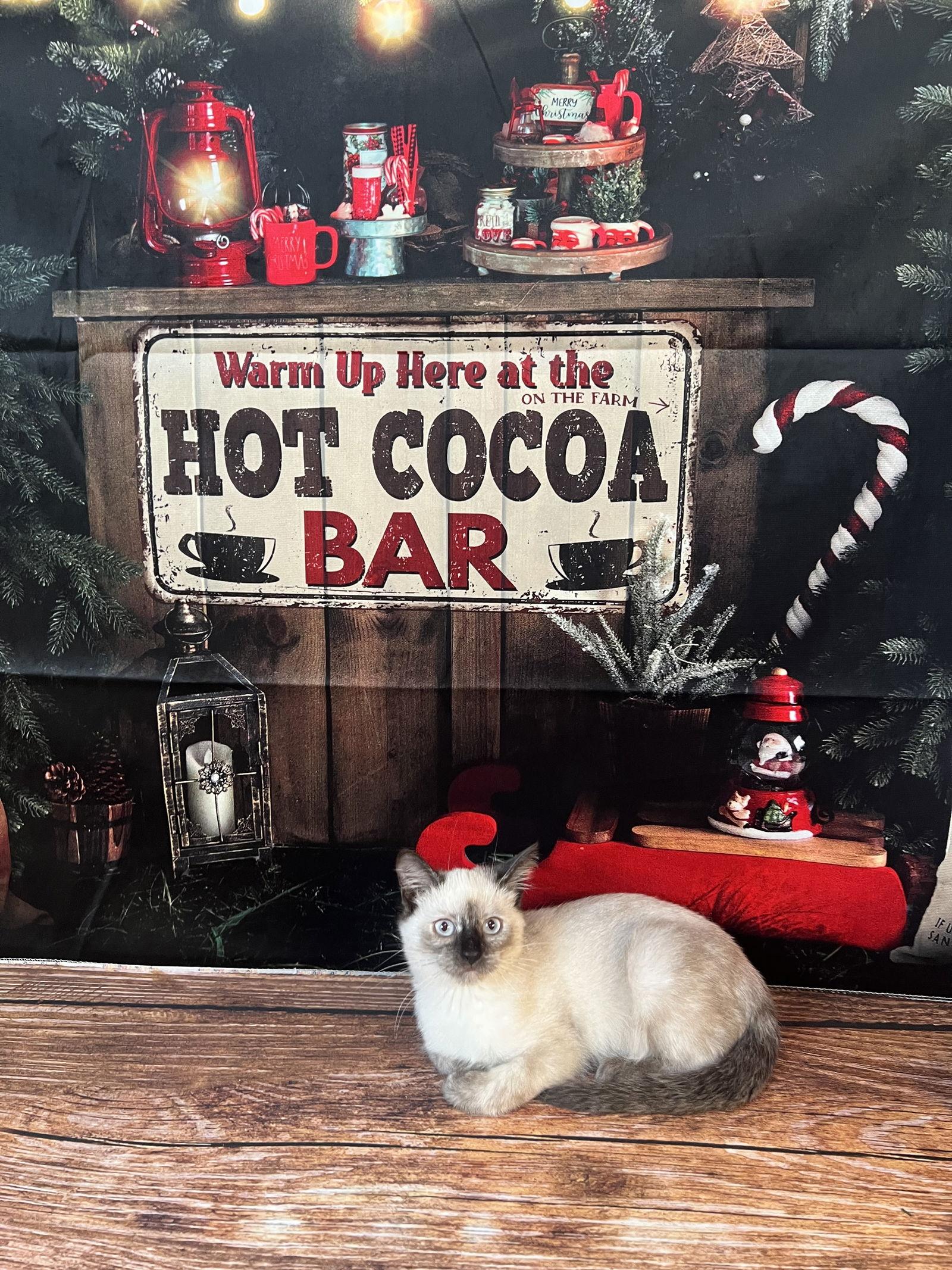 Enlarge Cherry, a Adoptable mixed breed in Hammond, LA image 3/3