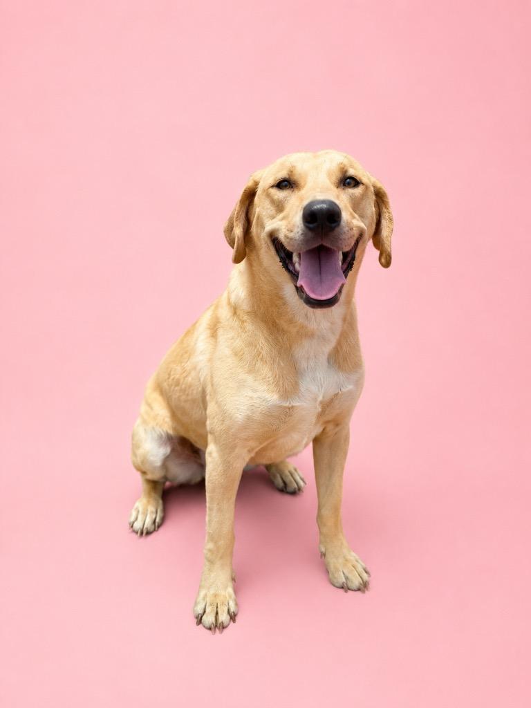 Veronica, Adoptable, Adult Female Terrier.