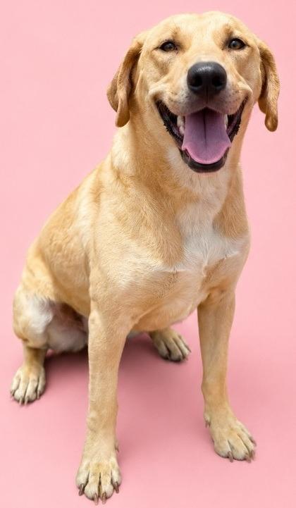 Enlarge Veronica, a Adoptable mixed breed in Wauchula, FL image 1/1