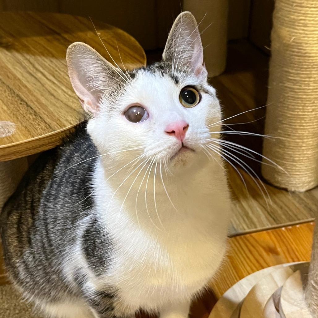 Enlarge 0825-96 Sandal, a Adoptable Domestic Short Hair in Abingdon, MD image 1/5