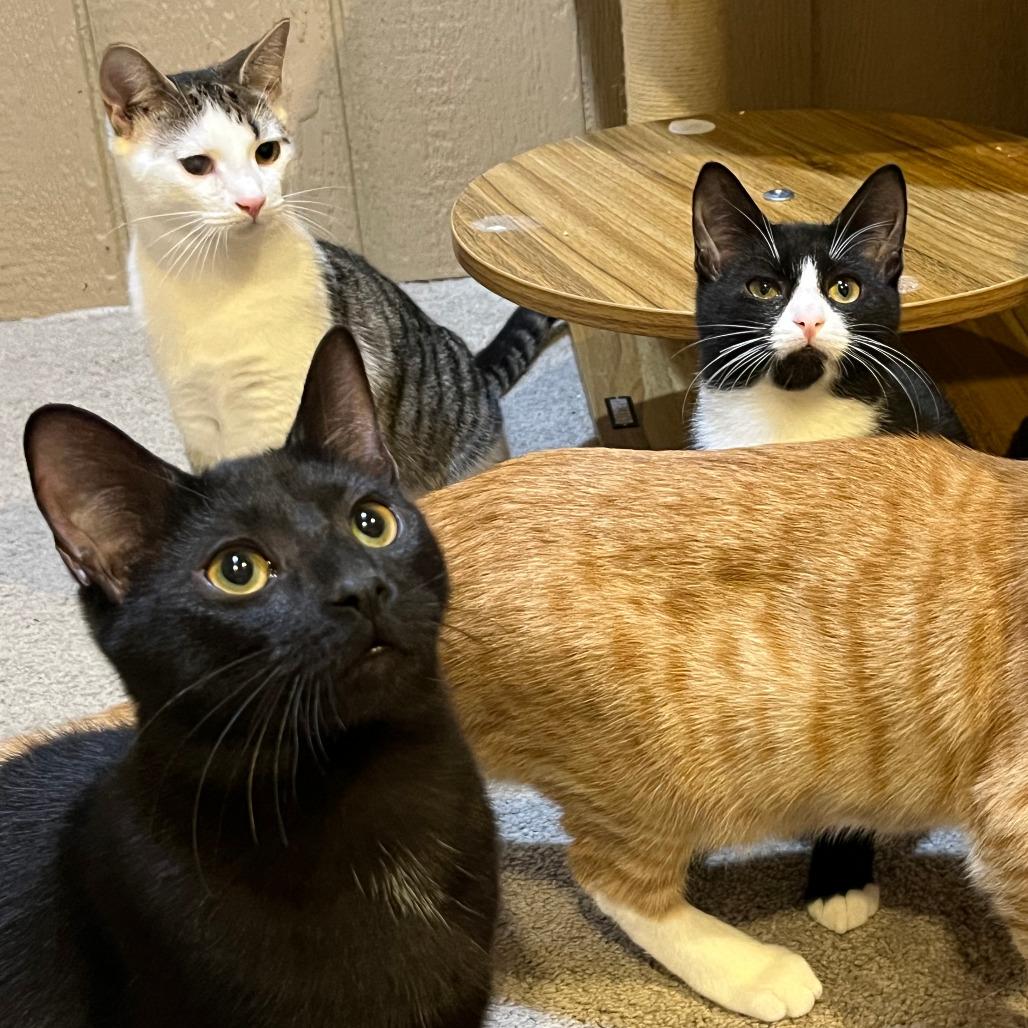 Enlarge 0825-96 Sandal, a Adoptable Domestic Short Hair in Abingdon, MD image 3/5