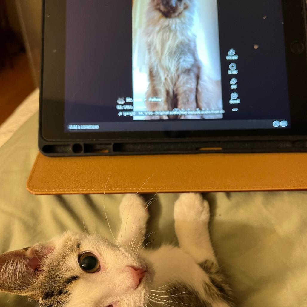 Enlarge 0825-96 Sandal, a Adoptable Domestic Short Hair in Abingdon, MD image 4/5