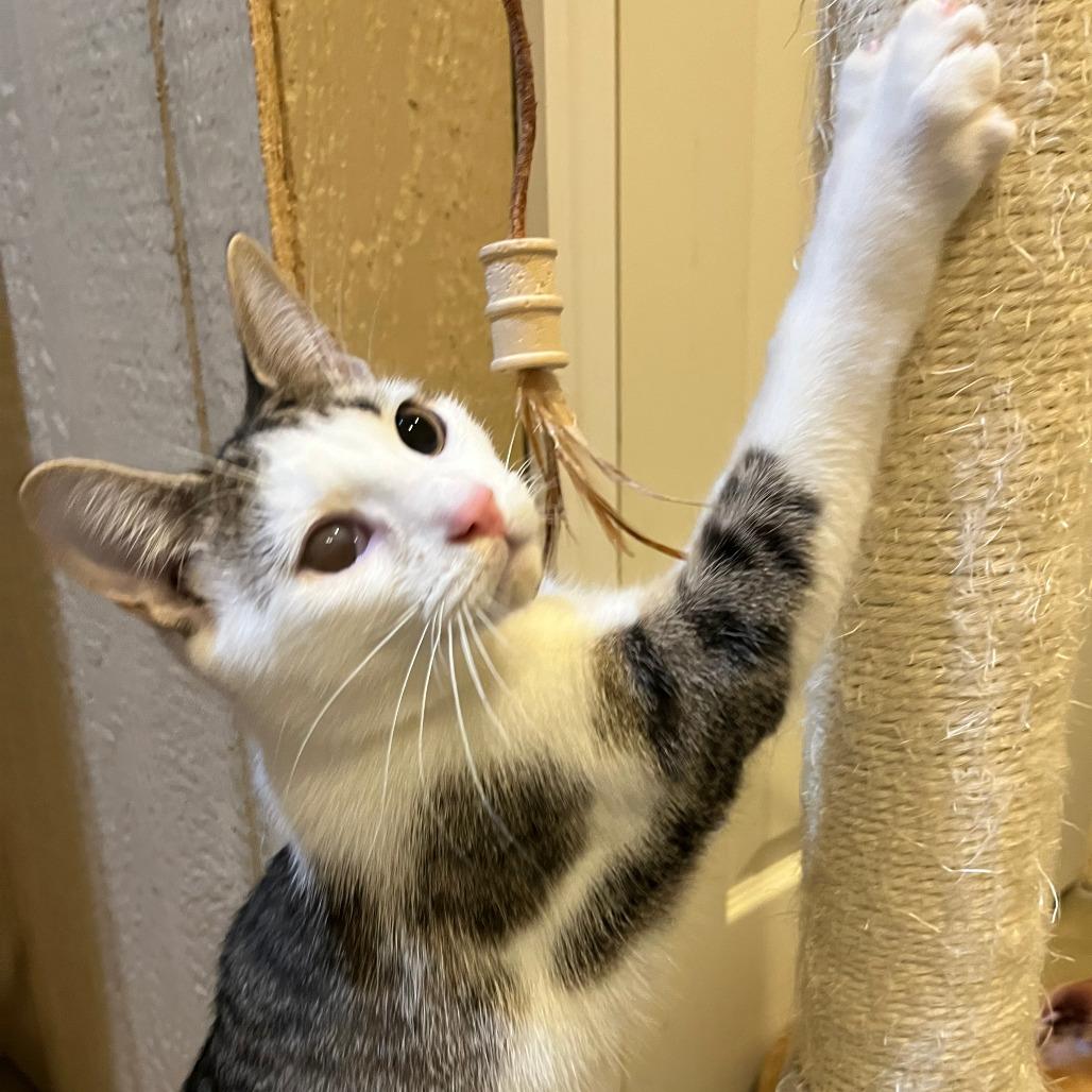 Enlarge 0825-96 Sandal, a Adoptable Domestic Short Hair in Abingdon, MD image 5/5