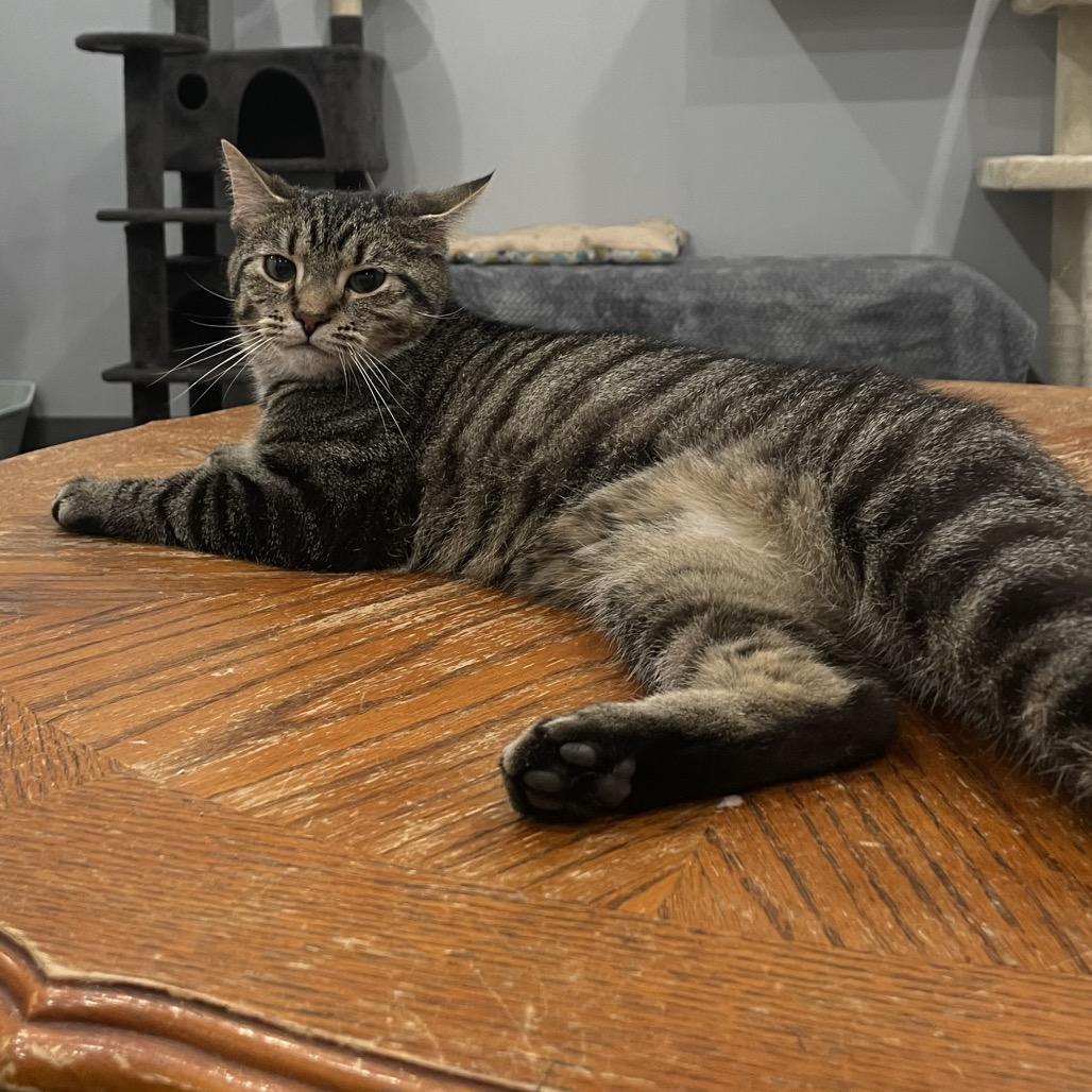 Enlarge Cee-Cee, a Adoptable mixed breed in Fairmont, WV image 3/4