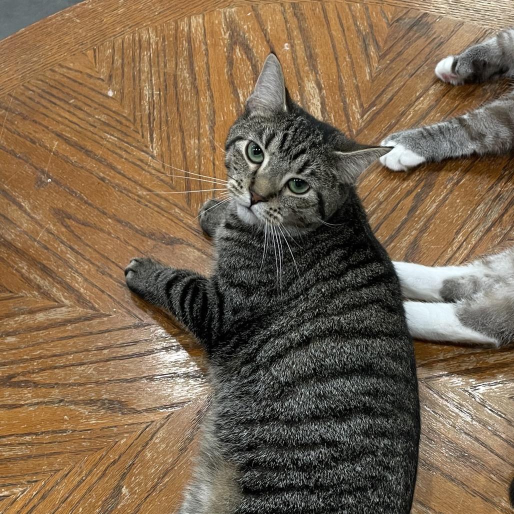 Enlarge Cee-Cee, a Adoptable mixed breed in Fairmont, WV image 4/4