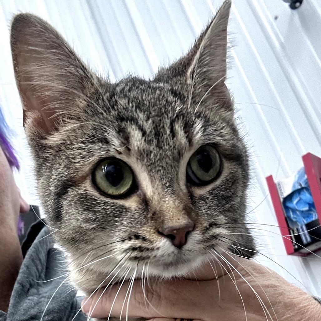 Granola, Adoptable, Kitten Female Domestic Short Hair.